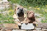 SHAR-PEI 468
